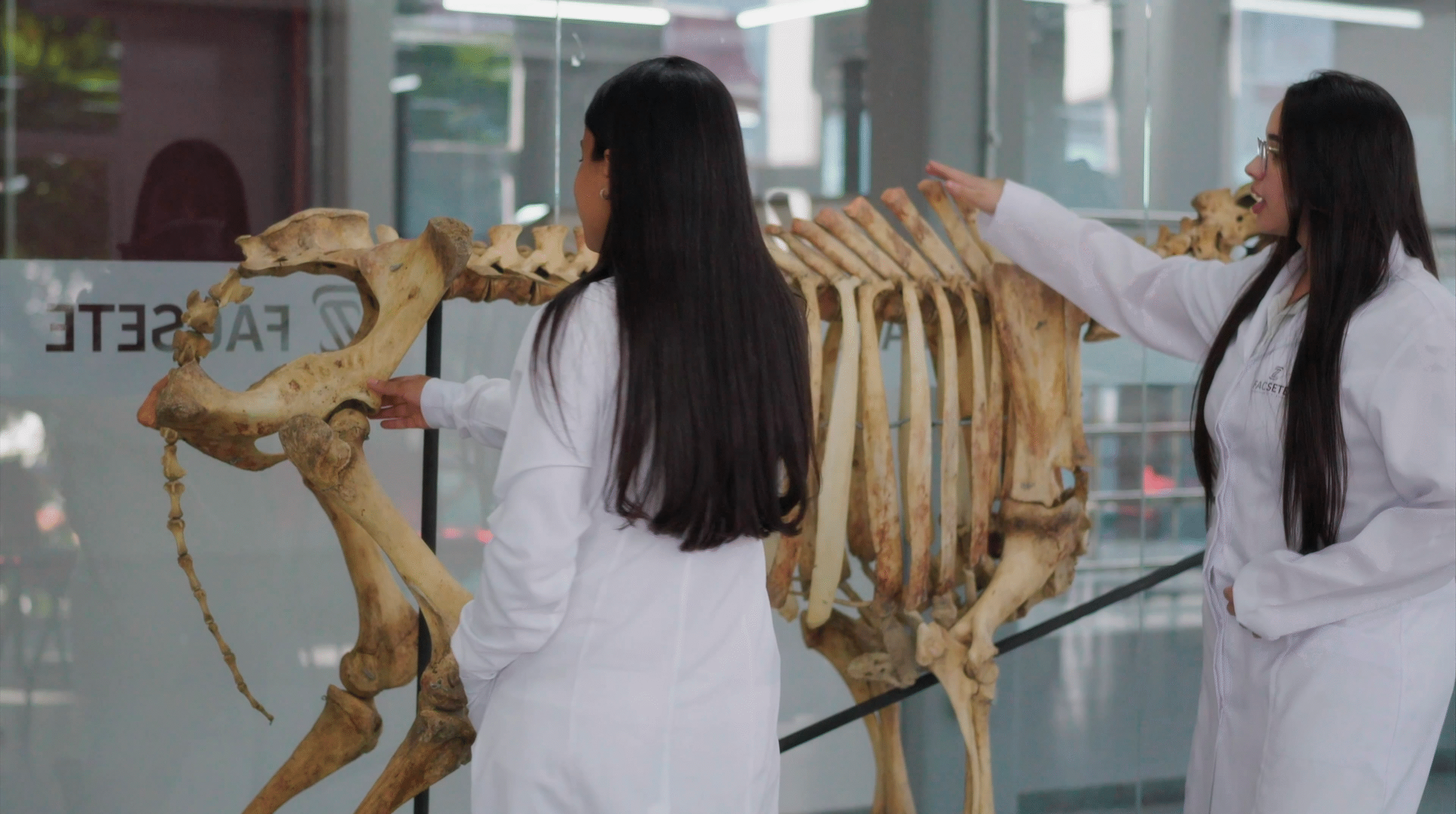 Medicina Veterinária