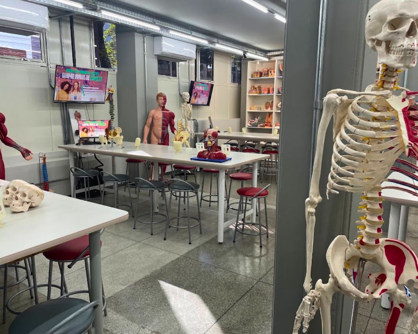 Anatomia